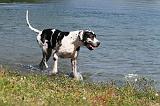 DOGUE ALLEMAND 080